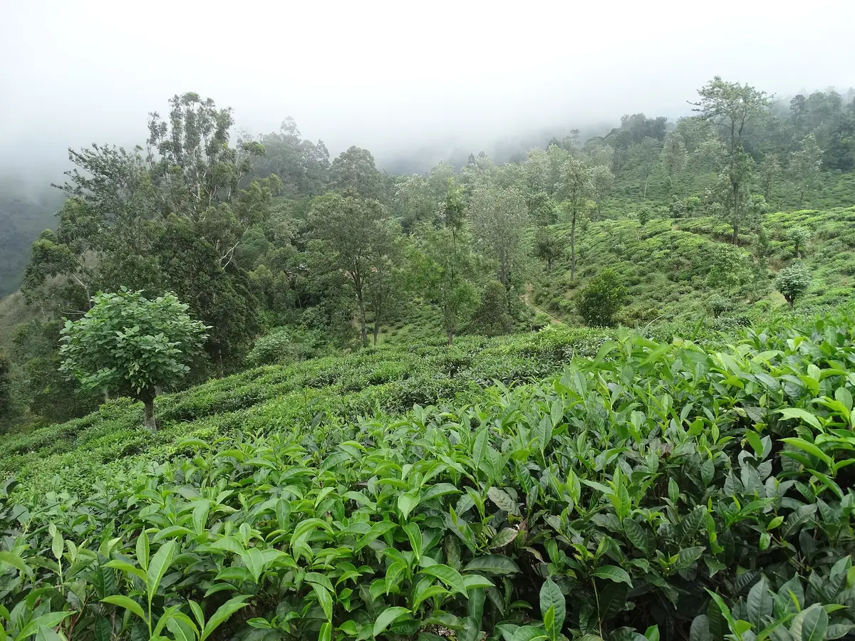 Tea bushes on a misty hillside outside Ella